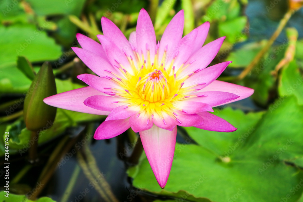 pink white lotus flower blooming on water surface swamp pink white lotus flower blooming on water surface swamp