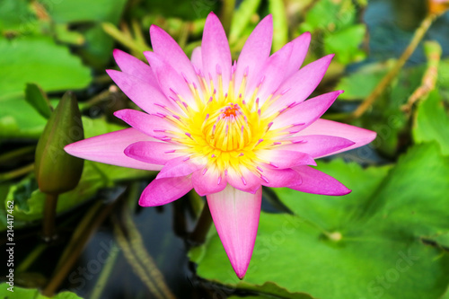 pink white lotus flower blooming on water surface swamp