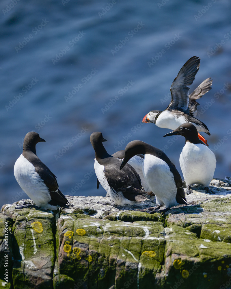 Fototapeta premium Beautiful Common Guillemot on cliff face on bright Spring day