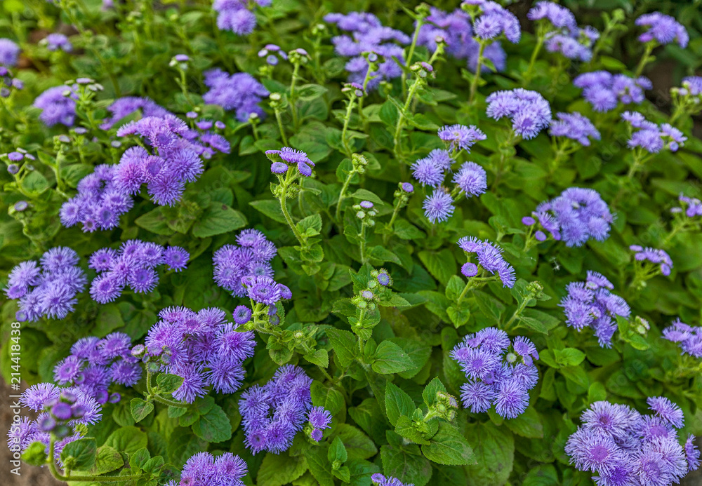 garden flowers purple with green leaves top view garden flowers purple with green leaves top view