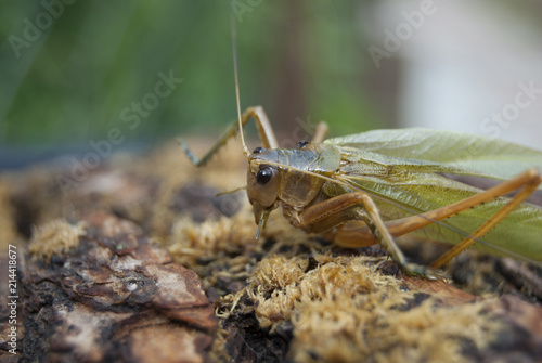 Locusts are sitting on the bark of the old tree. Close-up.