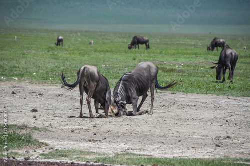 Photography Wildebeast locking horns in Serengeti, Tanzania