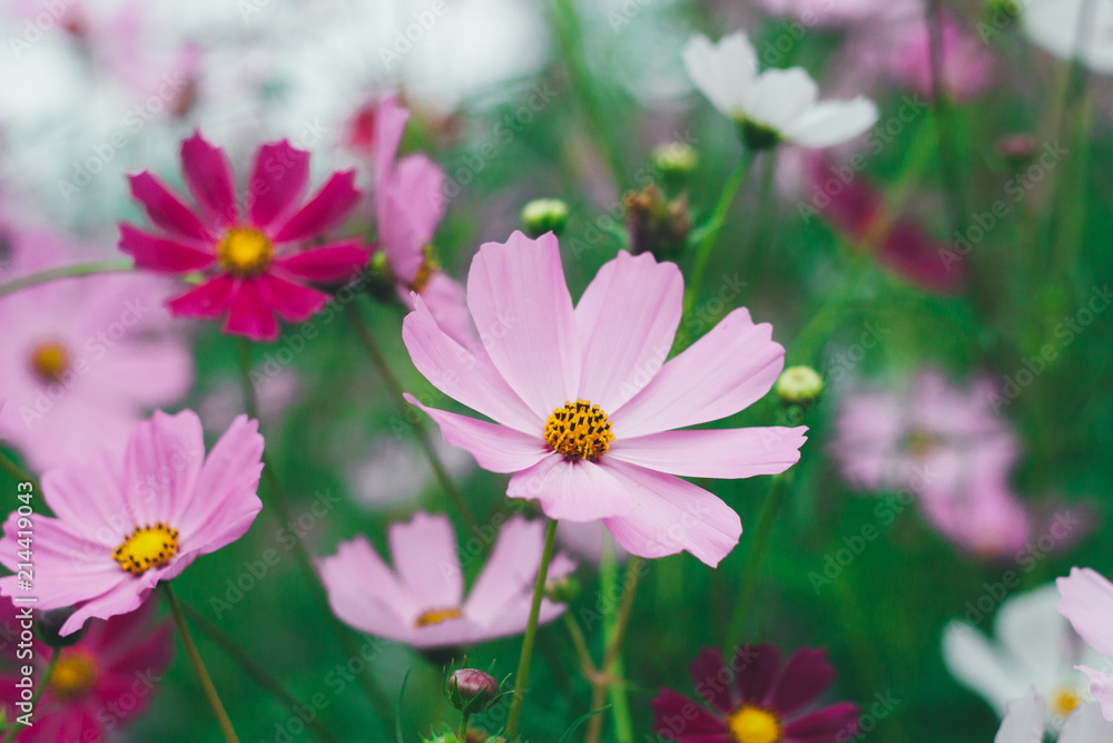 Colorful bright cosmos flowers, beautiful background Colorful bright cosmos flowers, beautiful background