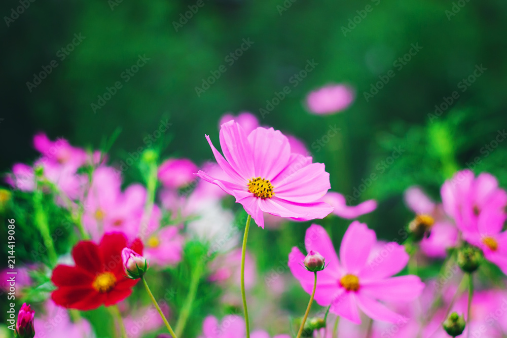 Colorful bright cosmos flowers, beautiful background