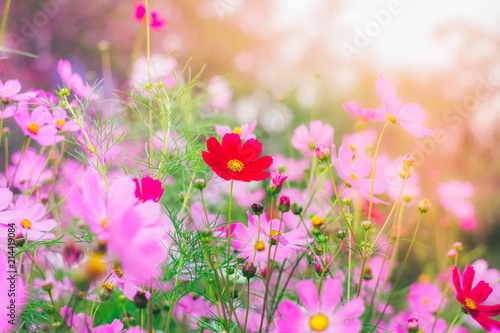 Wallpaper Mural Colorful bright cosmos flowers, beautiful background Torontodigital.ca