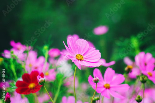 Colorful bright cosmos flowers  beautiful background