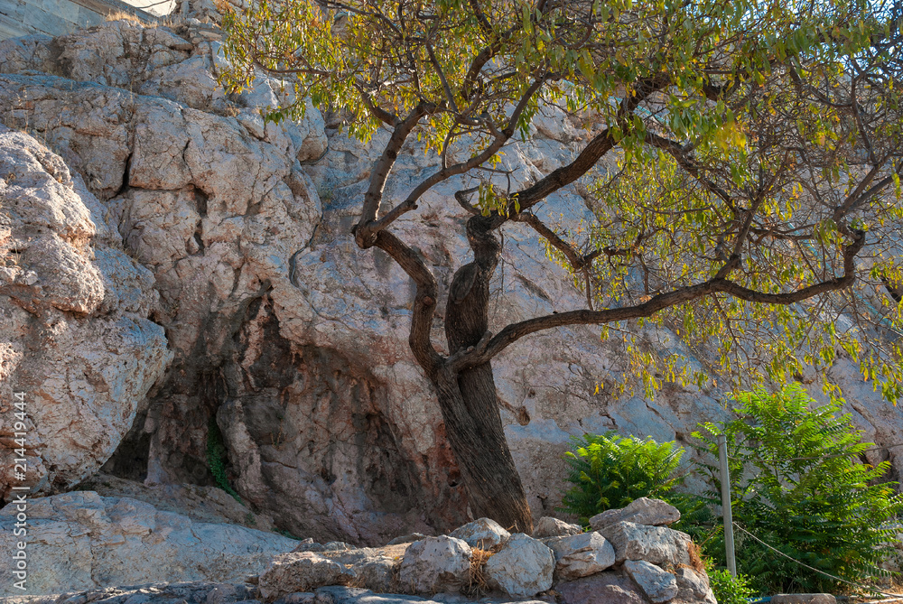 branchy green tree against the wall of the old Acropolis of Athens in Greece looks at the viewer branchy green tree against the wall of the old Acropolis of Athens in Greece looks at the viewer
