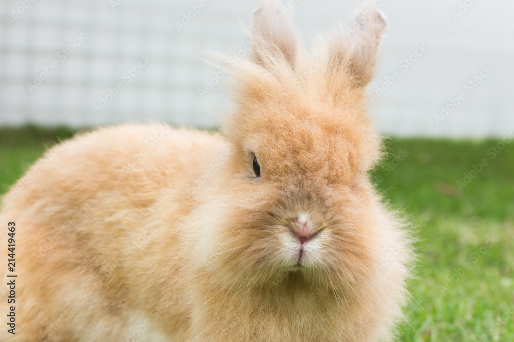 Brown rabbit on green grass
