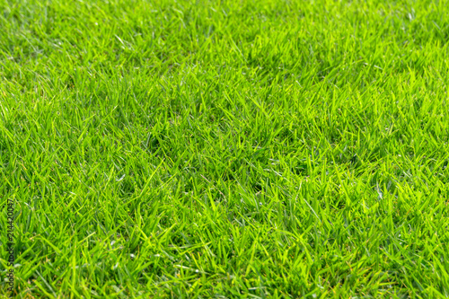 Early summer natural lawn - 初夏の天然芝　細部１