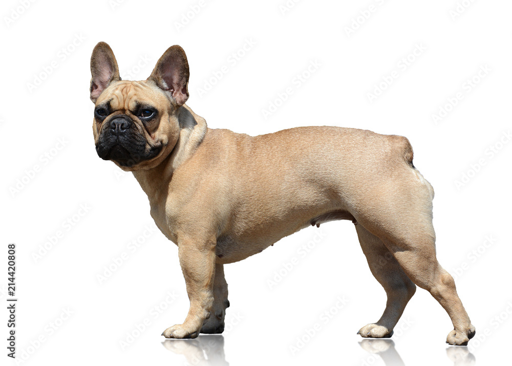 French bulldog isolated on white background. Side view
