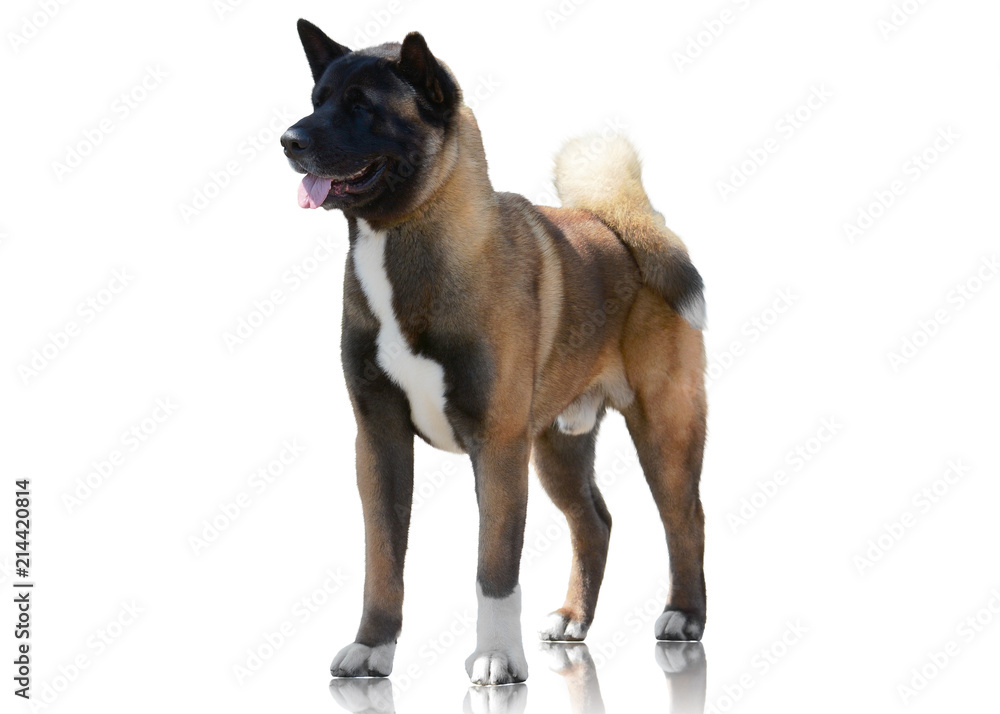 American Akita stand isolated on white background