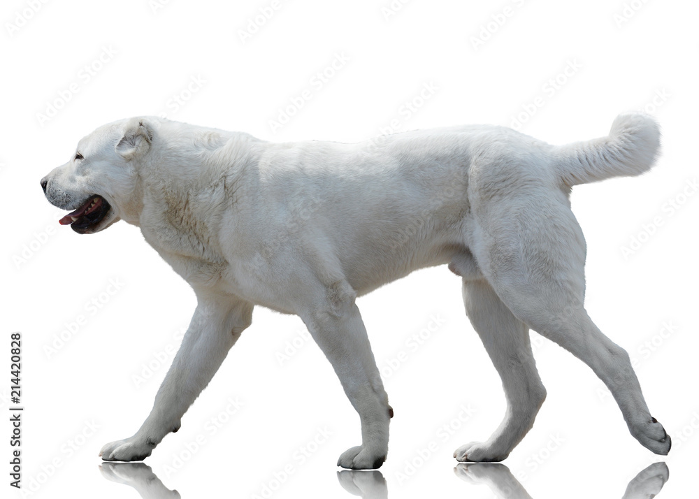 White Central Asian shepherd dog goes isolated on white background. Side view