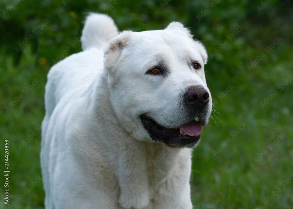 Portrait of a White Central Asian shepherd dog Portrait of a White Central Asian shepherd dog