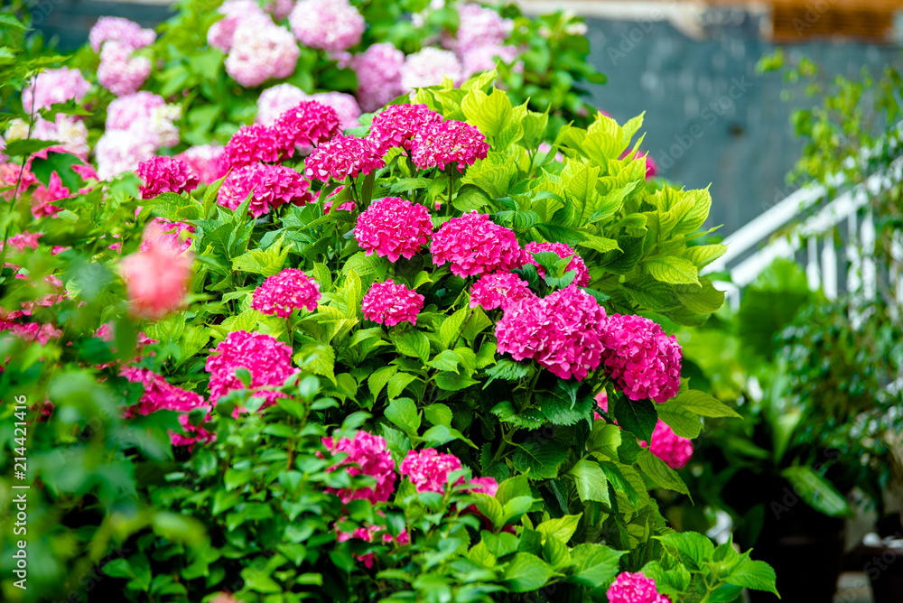 Obraz premium Rose hydrangea bushes bloom in the garden