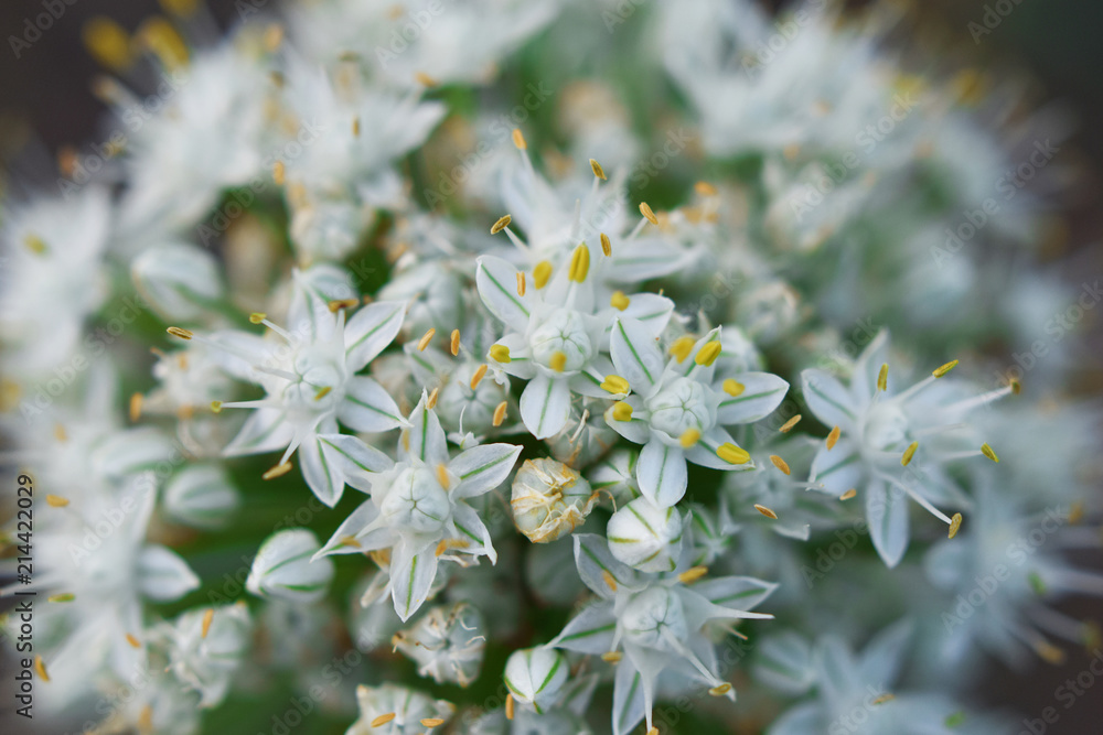 Onion flower allium cepa closeup blooming as textured floral blurry background. Onion flower allium cepa closeup blooming as textured floral blurry background.