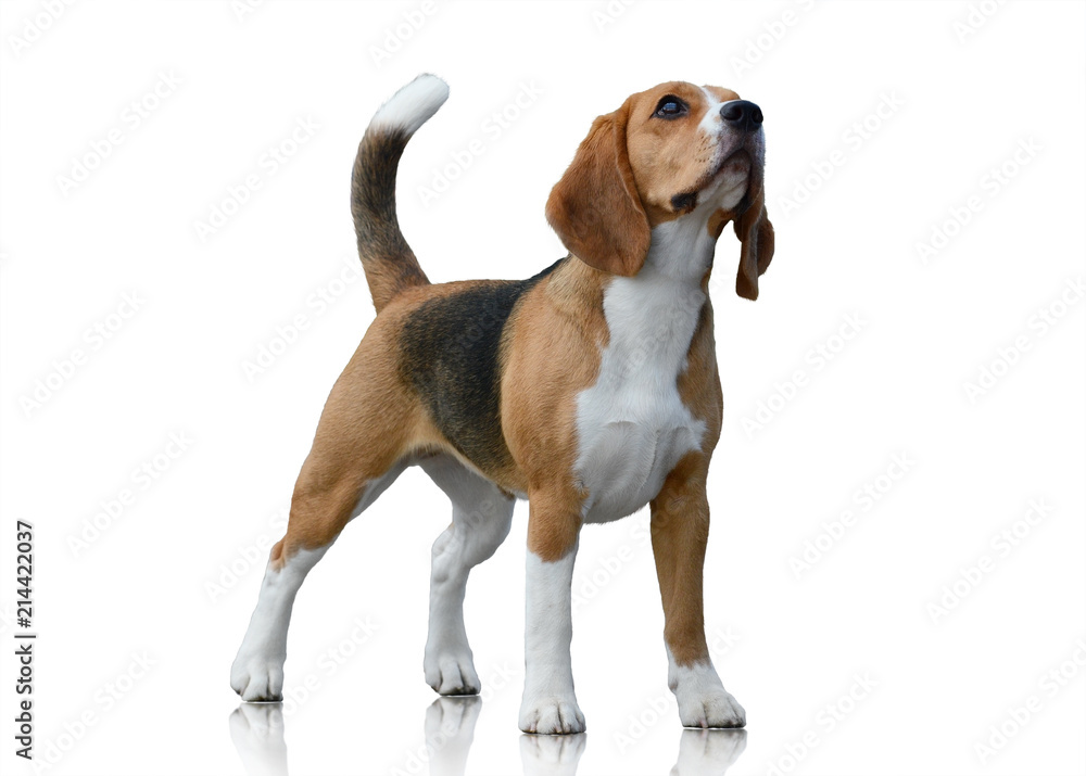 Beagle dog stand isolated on white background Beagle dog stand isolated on white background
