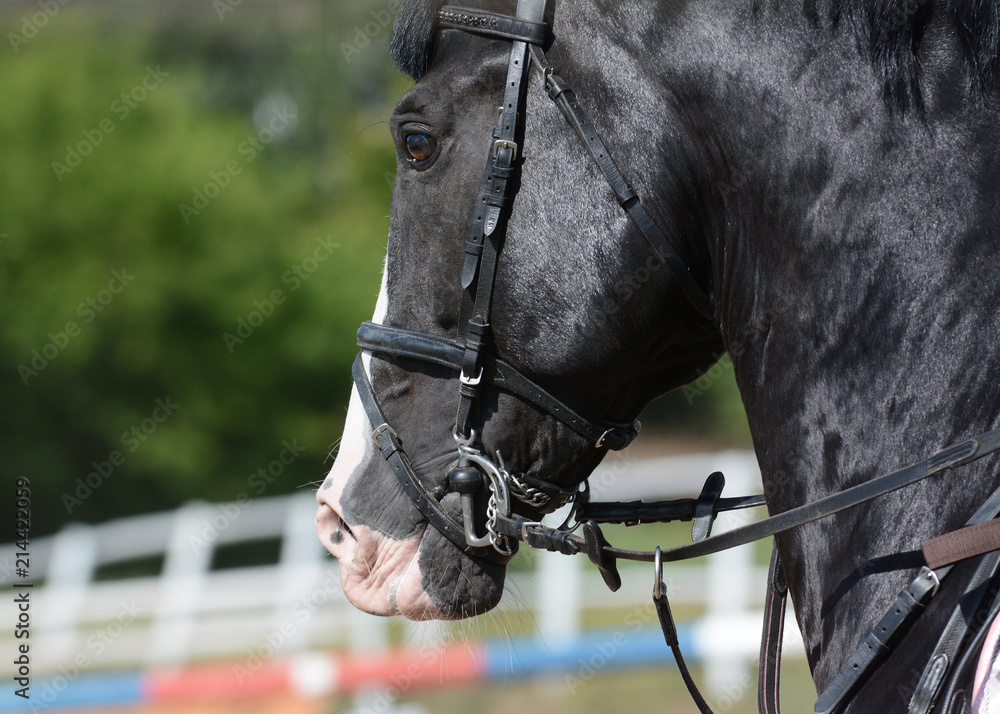 Black sport horse. Horse bridle, snaffle. Horse mouth. Equestrian sport in details