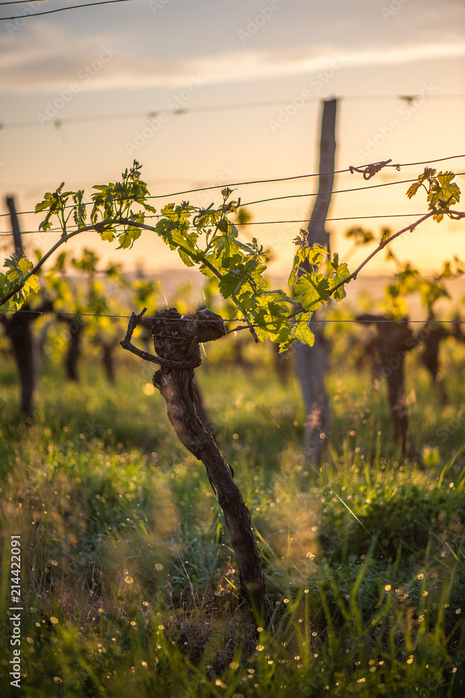 Young branch with sunlights in Bordeaux vineyards - obrazy, fototapety, plakaty 