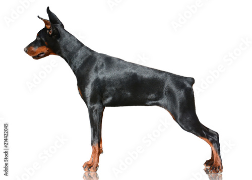 Doberman dog stand isolated on white background. Side view