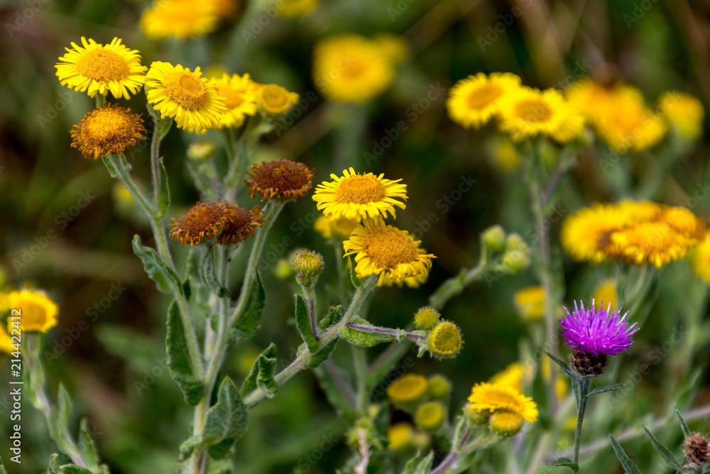 Common Fleabane (Pulicaria dysenterica) and Thistles flowering near Ardingly Reservoir in Sussex Common Fleabane (Pulicaria dysenterica) and Thistles flowering near Ardingly Reservoir in Sussex