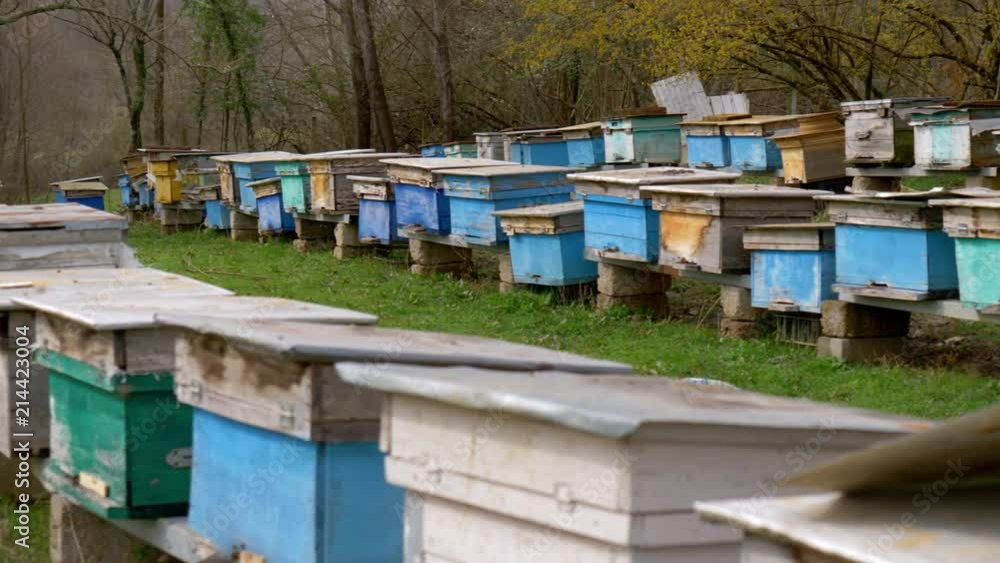 Traditional VILLAGE APIARY with multiple wooden BEEHIVES standing in rows along a forest edge — peaceful rural scene of natural honey production in summer Traditional VILLAGE APIARY with multiple wooden BEEHIVES standing in rows along a forest edge — peaceful rural scene of natural honey production in summer