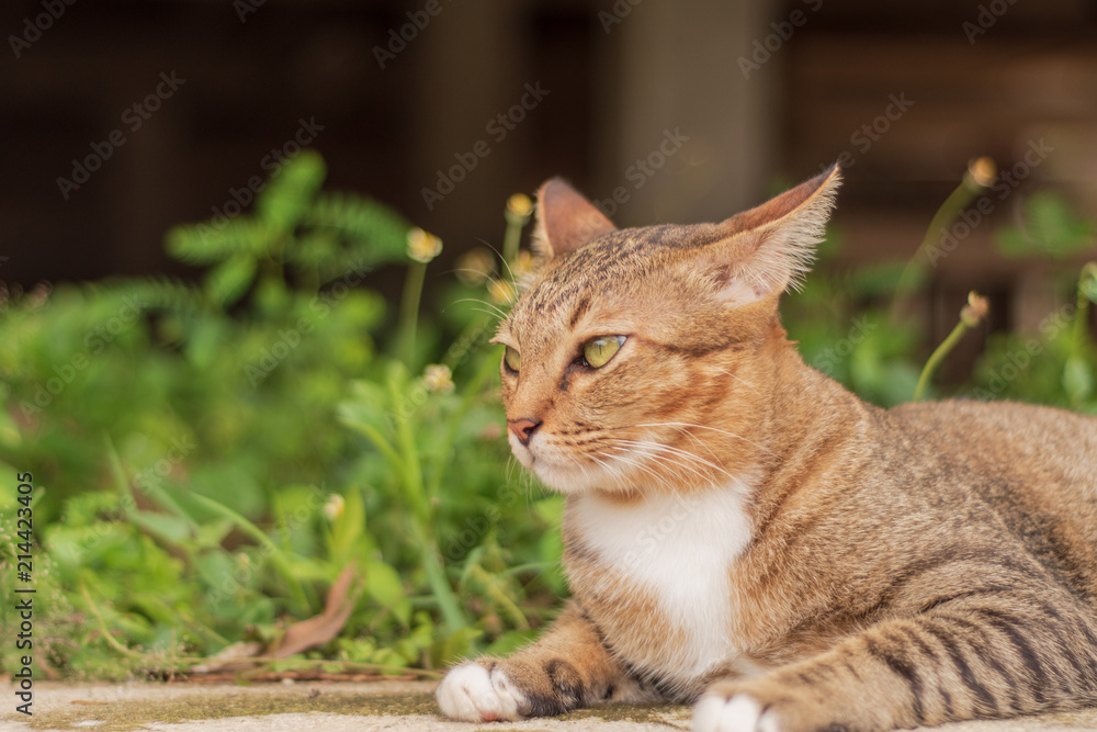 Thai Cat Pattern Relaxing in front of the house. Thai Cat Pattern Relaxing in front of the house.