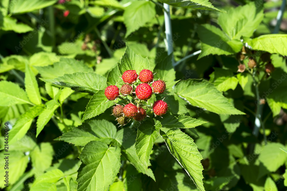 The red immature blackberry berries are a sunny afternoon in a spring garden. Natural background The red immature blackberry berries are a sunny afternoon in a spring garden. Natural background