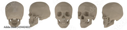 3d rendering illustration of skull