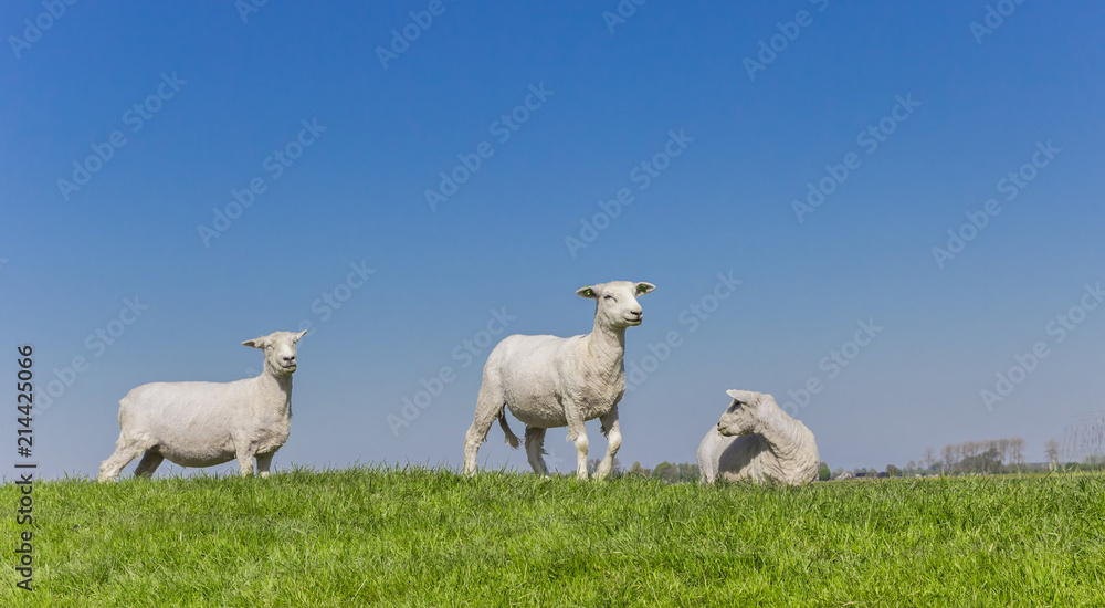 Sheep grazing on a dutch dike near Groningen, Netherlands Sheep grazing on a dutch dike near Groningen, Netherlands