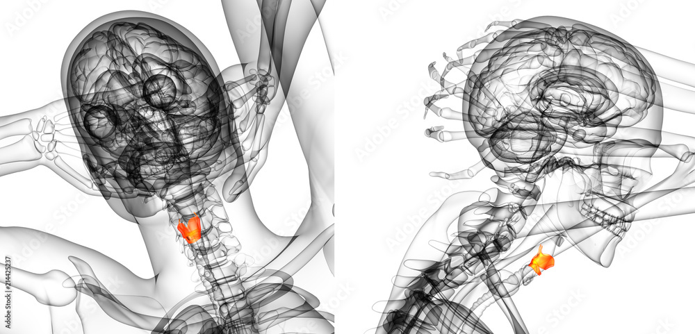 3d rendering illustration of thyroid 3d rendering illustration of thyroid