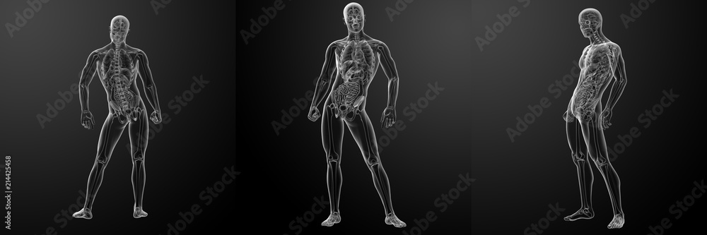 3d rendering of human anatomy 3d rendering of human anatomy