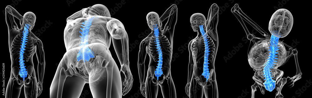 3d rendering medical illustration of the vertebral bone
