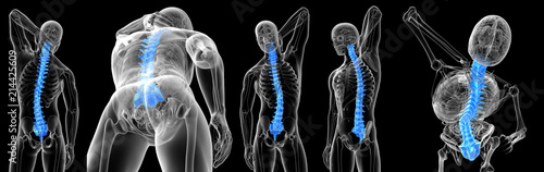 3d rendering medical illustration of the vertebral bone