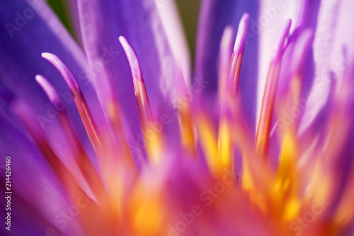 close up texture of beautiful lotus flower