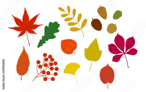 Autumn leaves illustration | set