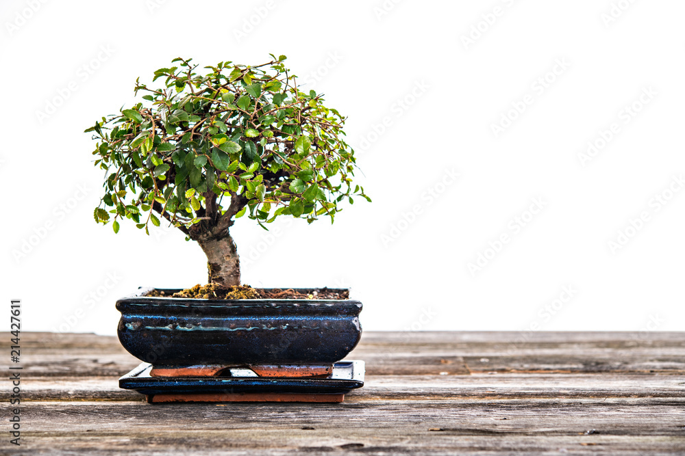 Chinese elm bonsai in blue bowl on wooden board Chinese elm bonsai in blue bowl on wooden board