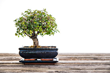 Acrylglasbilder Bonsai Chinesische Ulme als Bonsai  © Firma V