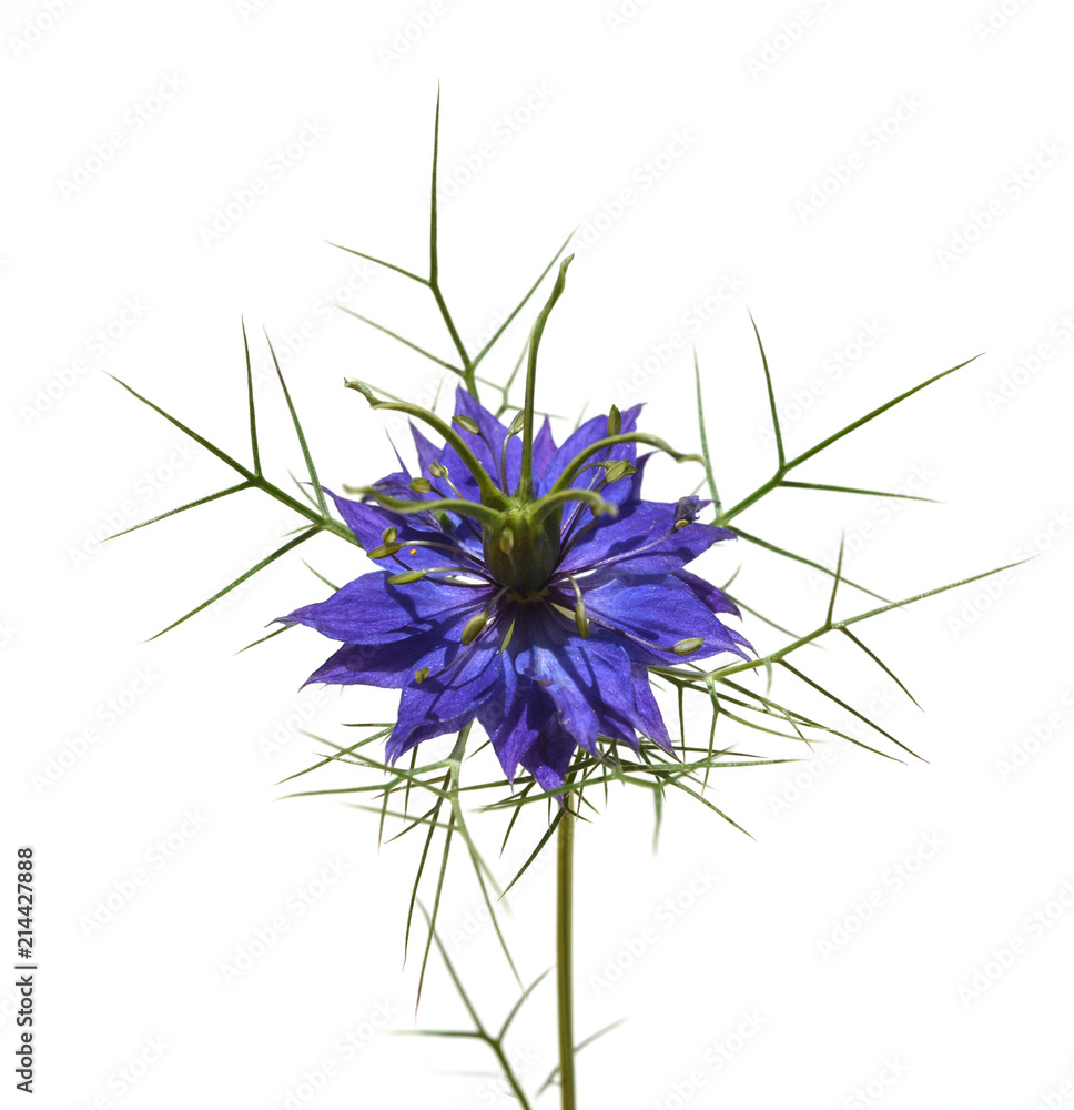 Schwarzkuemmel, Echter, Nigella, sativa, Heilpflanze Schwarzkuemmel, Echter, Nigella, sativa, Heilpflanze
