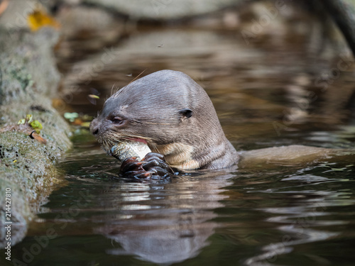 Giant Otter eating a fish in Napo River, Amazon