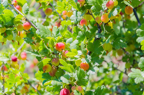 Fresh red gooseberries hanging on a branch
