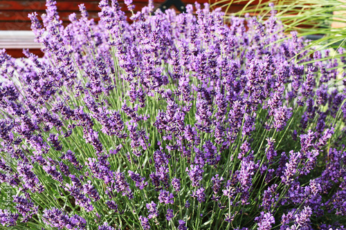 Lavender blossoming in summer. 