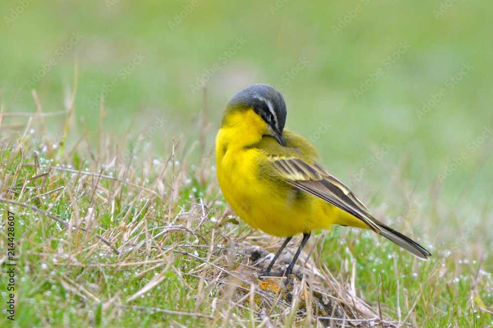 Yellow Wagtail in Springtime Yellow Wagtail in Springtime