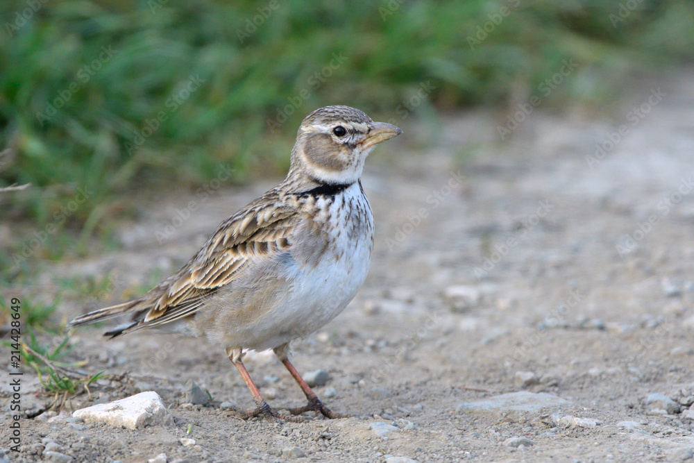 Calandra lark on the ground Calandra lark on the ground