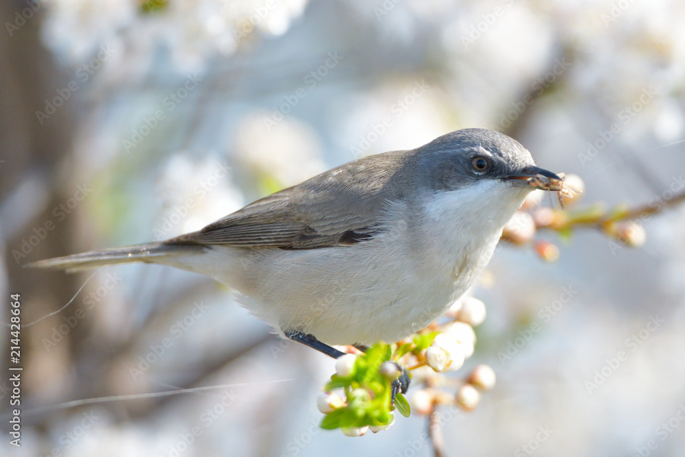 Lesser whitethroat on a tree Lesser whitethroat on a tree