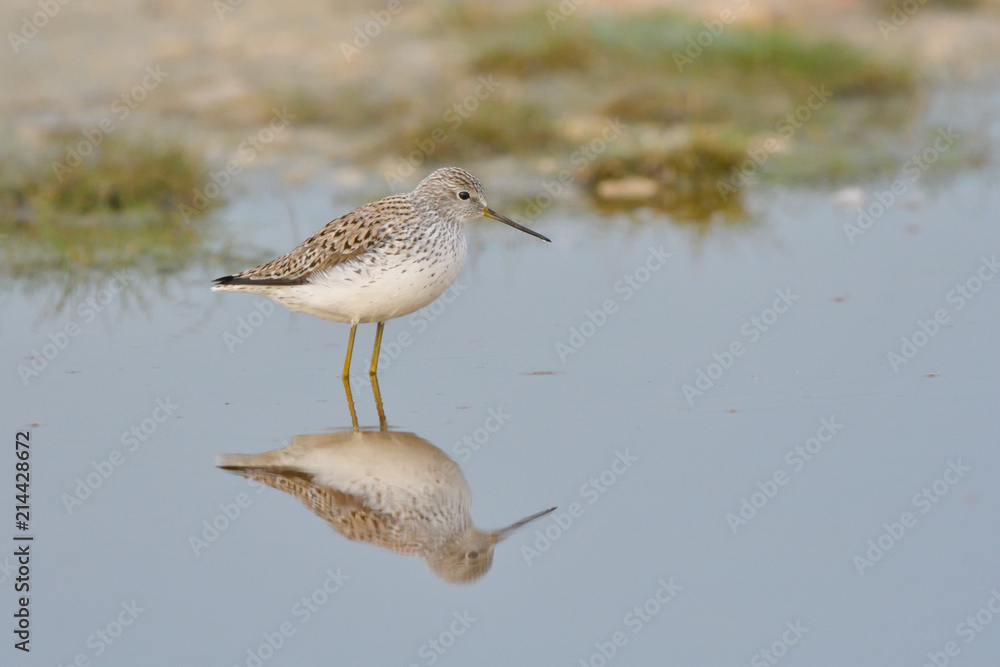 Marsh Sandpiper in shallow water