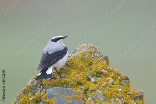 Northern wheatear on a rock photo