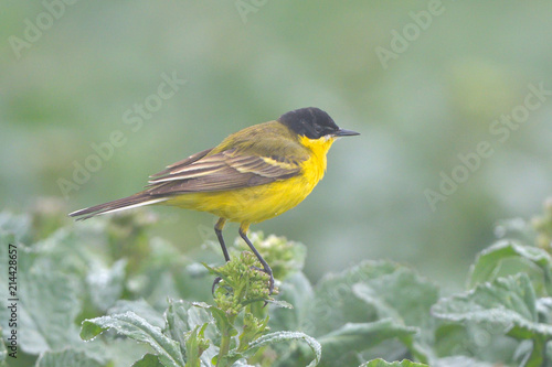 Yellow Wagtail in Springtime