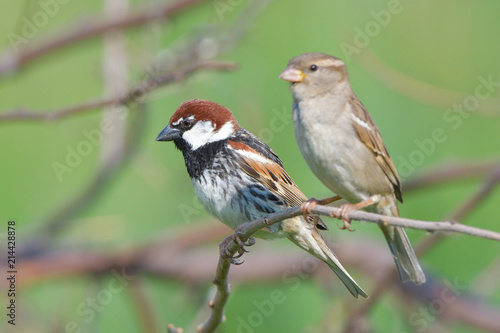 Spanish Sparrow pair (Passer hispaniolensis)