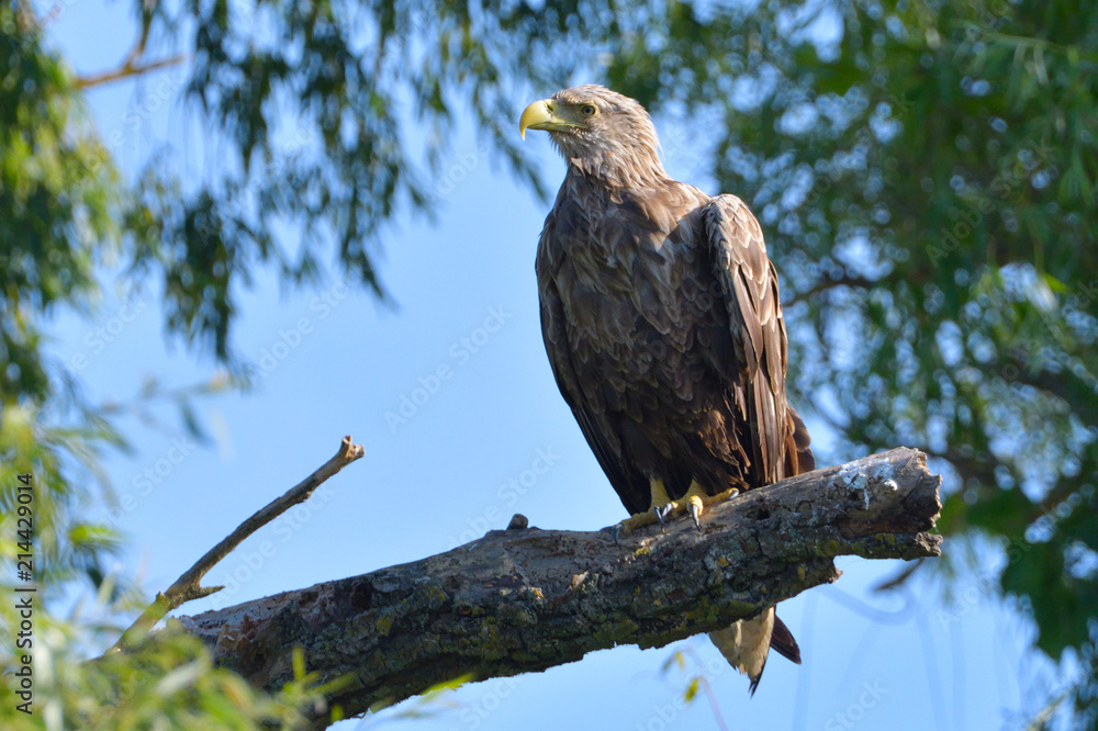 White Tailed Eagle on a branch White Tailed Eagle on a branch