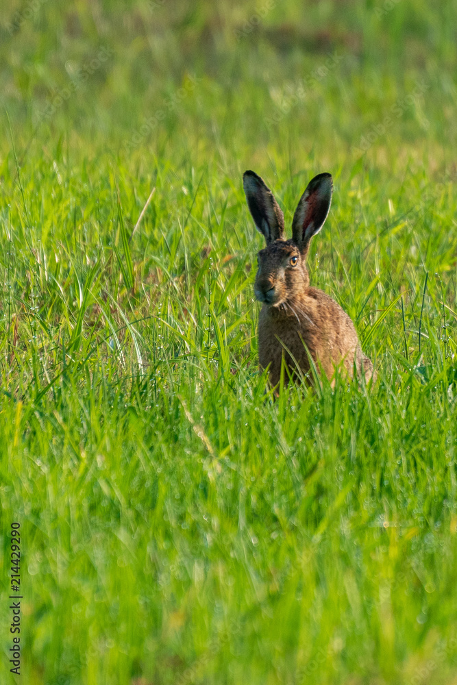 Obraz premium hare in green
